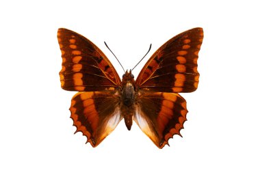 Kelebek Şarbonları beyaz arkaplanda izole