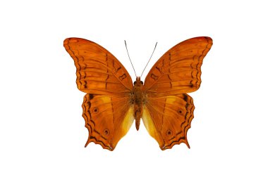 Güzel egzotik Vindula dejone erotella kelebeği beyaz arka planda izole edilmiş.