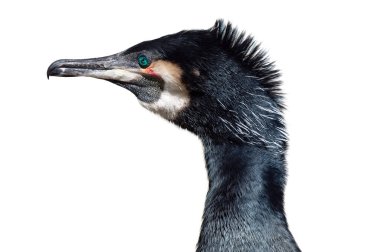  Beyaz arkaplanda izole edilmiş kanatları olan karabatak portresi