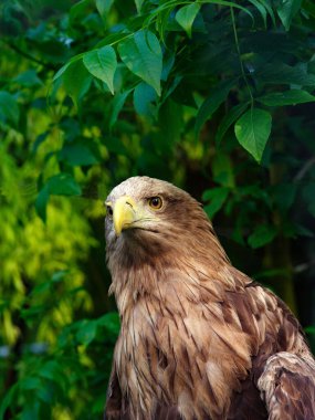 Beyaz kuyruklu kartal portresi yeşil arka planda izole edildi