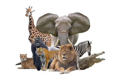 Beyaz arka planda izole edilmiş Afrikalı hayvanlar