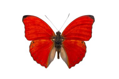 Kelebek kanı kırmızı planörü beyaz arkaplanda izole edilmiş.