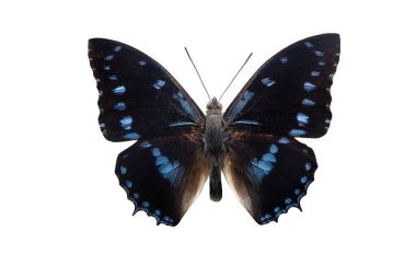 Kelebek şarbonları Amelia beyaz arka planda izole edilmiş.