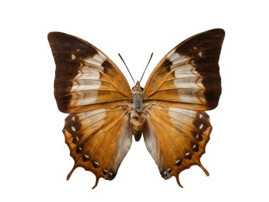 Kelebek, beyaz arkaplanda amycus 'u izole etti