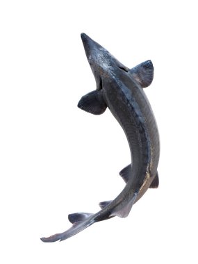 mersin balığı (ağırlığı 4.5 kg) beyaz arkaplanda izole edildi