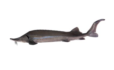 mersin balığı (ağırlığı 4.5 kg) beyaz arkaplanda izole edildi