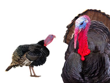 Beyaz arka planda iki erkek hindi.