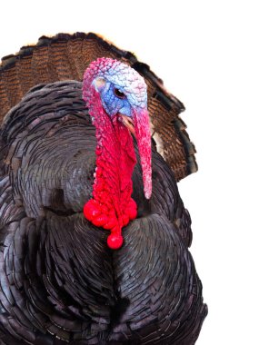  portrait male turkey isolated on white background