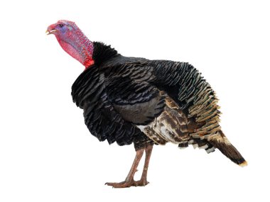 Erkek hindi beyaz arka planda izole