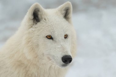 Gri arka planda beyaz bir kurdun portresi