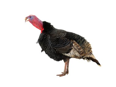 beautiful male turkey isolated on white background