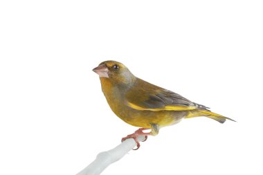 greenfinch isolated on white background