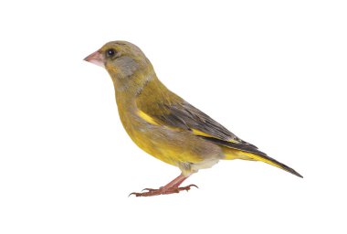 greenfinch isolated on white background