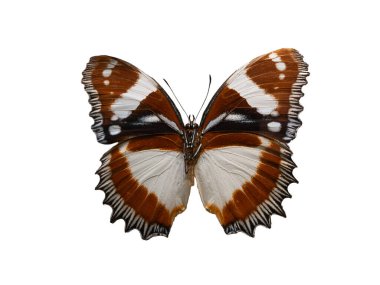 Hypolimnas dexithea butterfly isolated on white background
