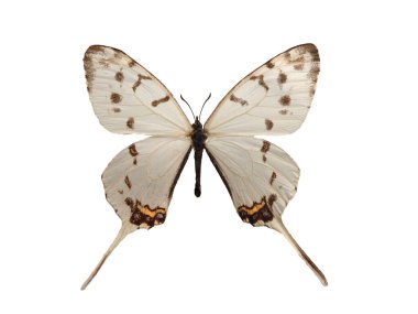 Sericinus montelus swallowtail butterfly isolated on white background