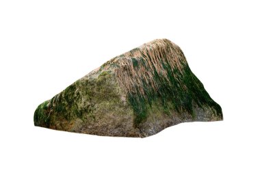 Beyaz arka planda yosunlu deniz taşı