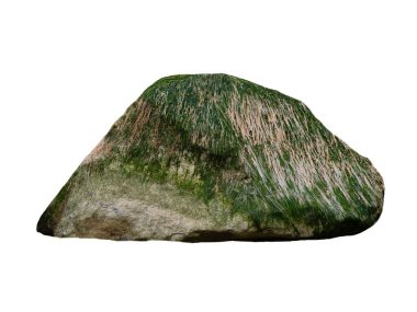 Beyaz arka planda yosunlu deniz taşı