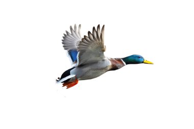 Uçan yaban ördeği beyaz arkaplanda izole edildi