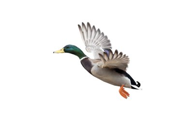 Uçan yaban ördeği beyaz arkaplanda izole edildi