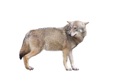  Beyaz arka planda izole edilmiş gri kurtlar