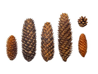 variety of spruce cones isolated on white background