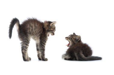 cat fight between kittens isolated on white background