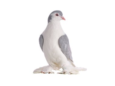  Lahana güvercini beyaz arka planda izole edildi