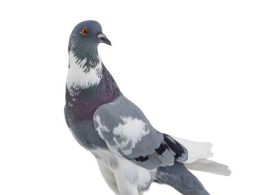 graceful pigeon ( English Pouter) isolated on white background