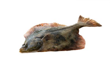 portrait European Flounder isolated on white background