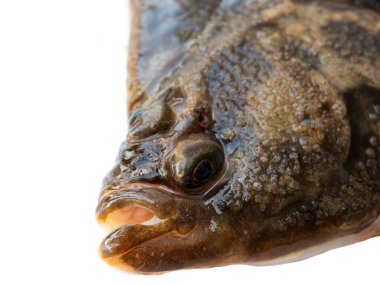 portrait European Flounder isolated on white background