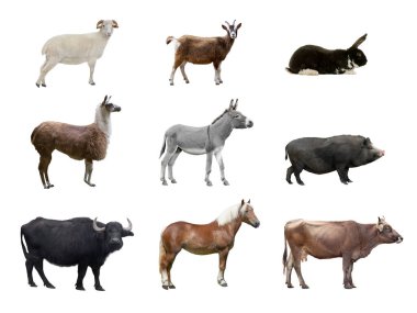 Beyaz arka plan üzerinde izole çiftlik hayvanları