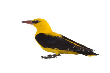 Avrasya beyaz bir arka plan üzerinde izole sarıasma (Oriolus oriolus)