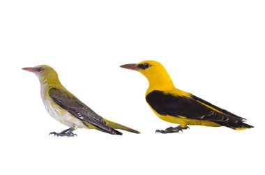 Avrasya Altın Asyalı (Oriolus oriolus) 3 yaşındaki genç kuş, sarı göründükten sonra yeşil görünür.