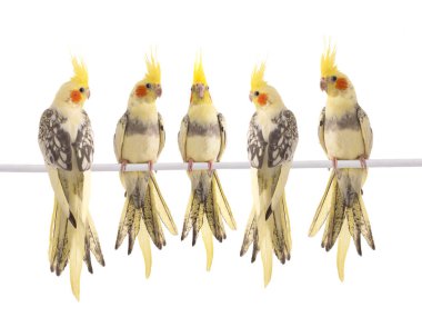 beş papağan (Nymphicus hollandicus) beyaz arka planda izole edilmiş papağan