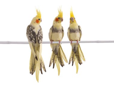 Papağanlar (Nymphicus hollandicus) beyaz arka planda izole edilmiş papağanlar