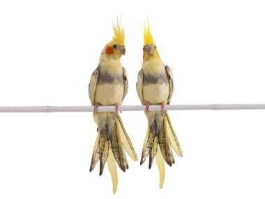 iki papağan (Nymphicus hollandicus) beyaz arka planda izole edilmiş bir papağan.