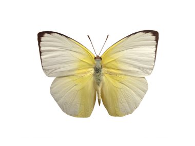 Beyaz arka planda izole edilmiş Kelebek Katopsilisi pomonası
