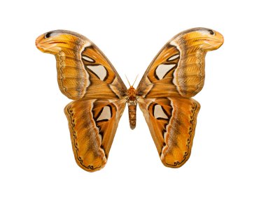 kelebek Attacus atlas beyaz arka plan izole