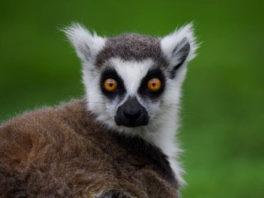 Bulanık arkaplanda bir lemurun portresi