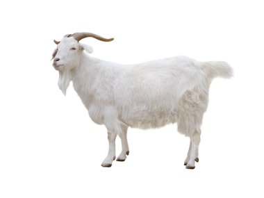 Beyaz Keçi beyaz zemin üzerine izole