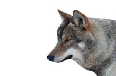 Beyaz arkaplanda izole edilmiş gri kurt portresi                               