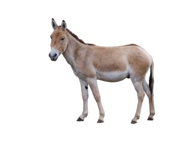 donkey (eguus hemionus) isolated on white background