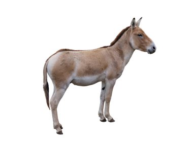 donkey (eguus hemionus) isolated on white background