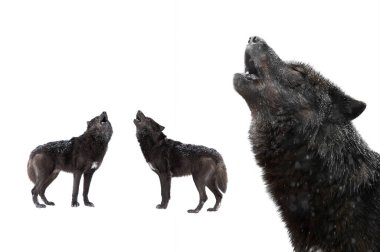 Portre Uluyan Kurtlar kışı beyaz arka planda izole edilmiş.