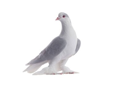 Lahana güvercini beyaz arka planda izole edildi