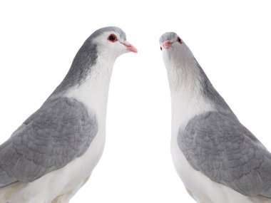 Beyaz arka planda iki lahana güvercini izole edilmiş.