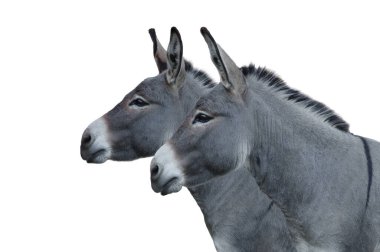 Beyaz arkaplanda izole edilmiş iki eşek evi