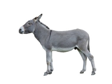 Eşek evi beyaz arkaplanda izole edildi