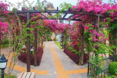 Fotoğraf, Antalya şehrinin eski limanının yakınında bulunan bir çiçek bahçesini gösteriyor..