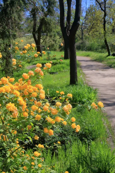 Fotot Togs Den Botaniska Trädgården Staden Odessa Bilden Visar Blommande — Stockfoto